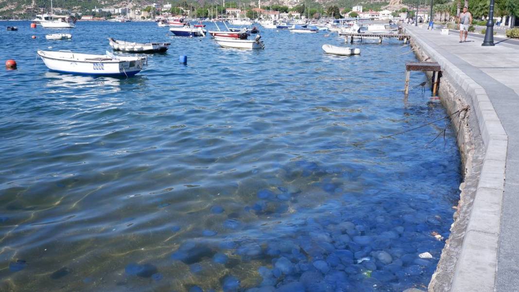 O ilimizde 'istila' sürüyor! Bütün kıyıyı ele geçirdiler, bu yıl çok artış var 24